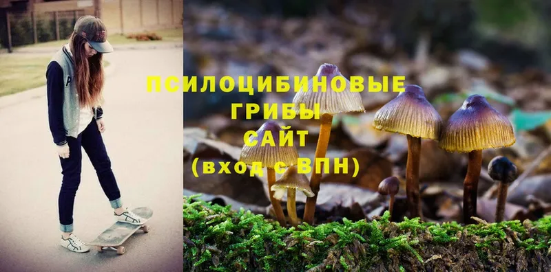 что такое   Россошь  Псилоцибиновые грибы Psilocybine cubensis 